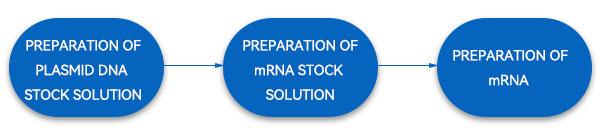 Steps of mRNA production process