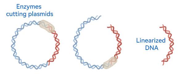 Linearization of plasmid DNA