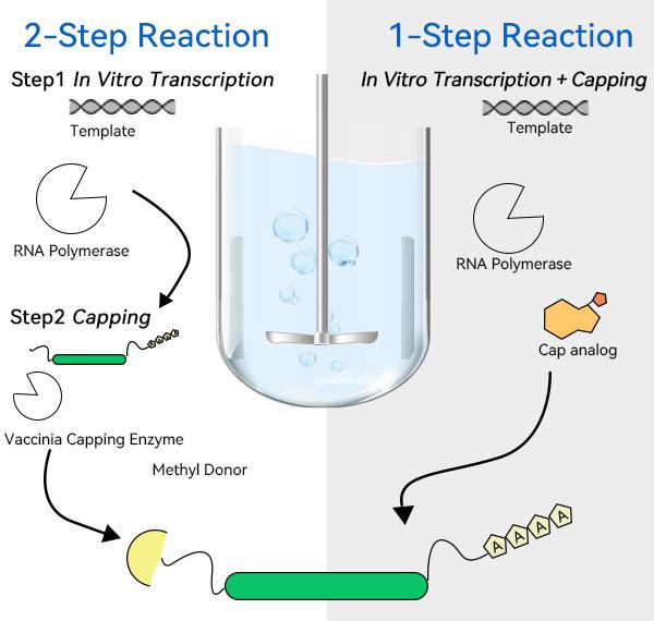 In vitro transcription plus cap reaction strategy