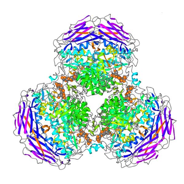 recombinant protei