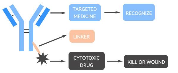 ADC drug