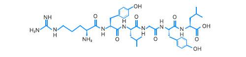 α-Casein fragment structure