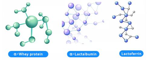 Proteins