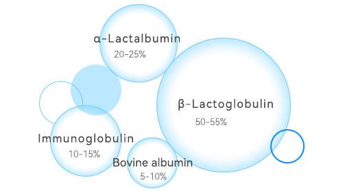 Whey Protein Ingredients