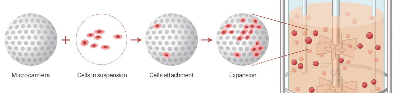 Microcarrier adsorption process