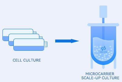 Microcarrier scale-up culture