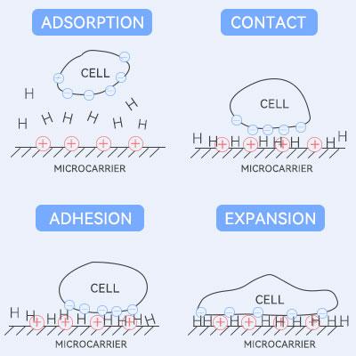 Adhesion principle